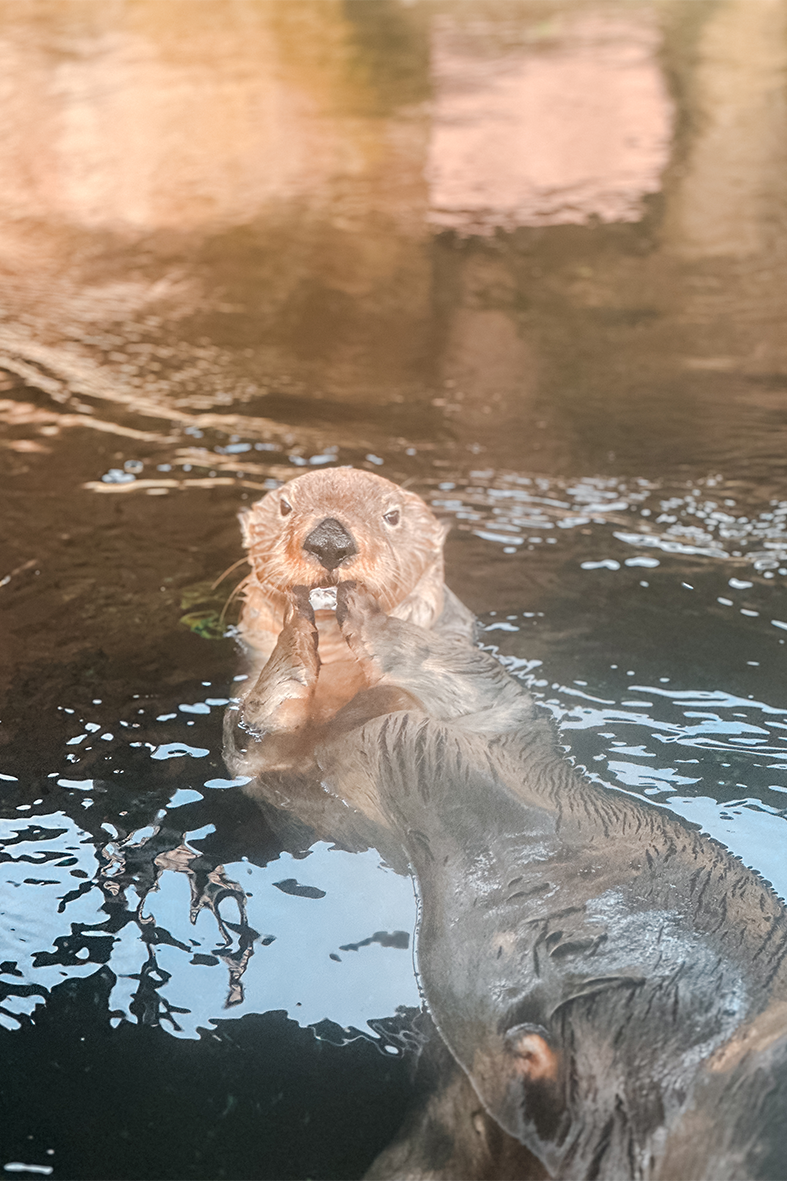 Seeotter im Aquarium Den Blå Planet in Kopenhagen
