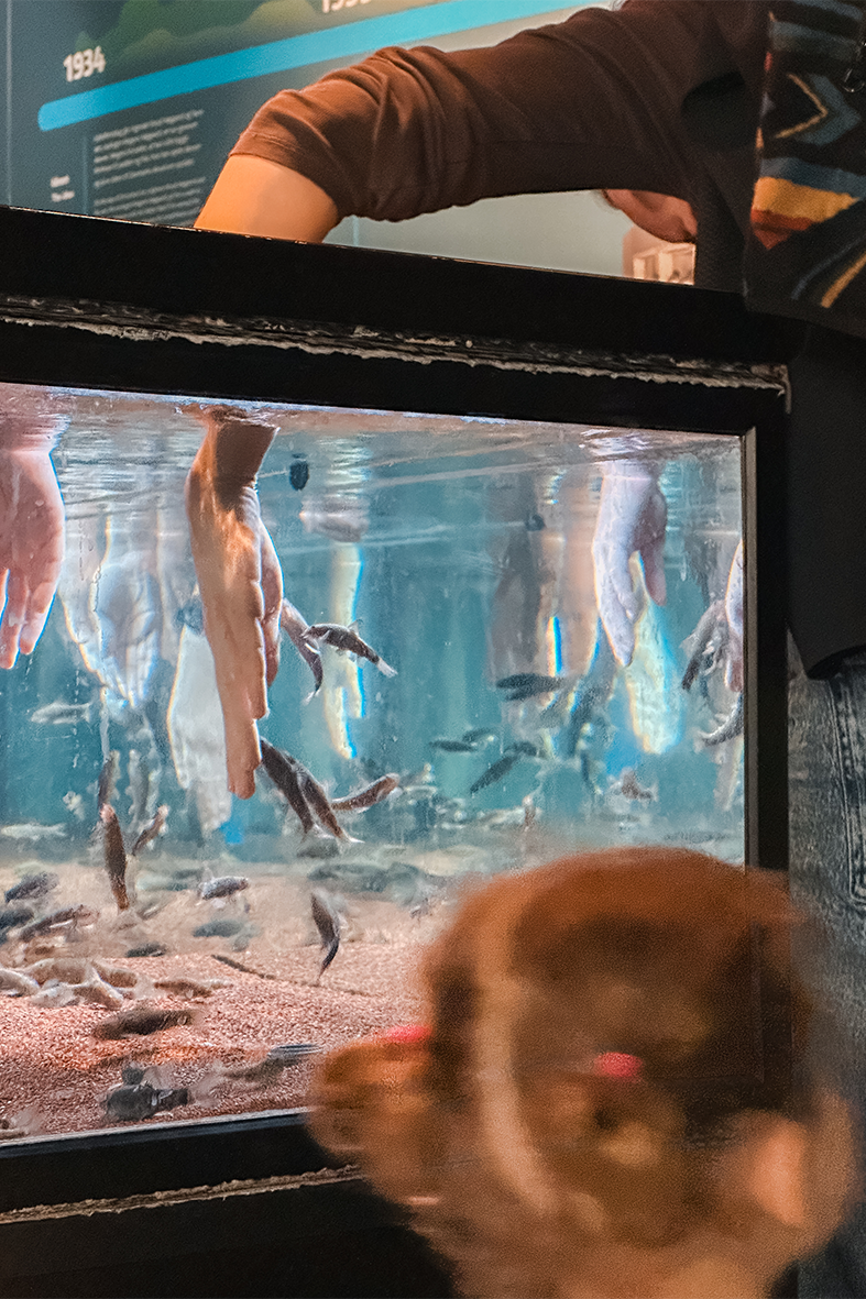 Putzerfische im Den Blå Planet bei der Arbeit.