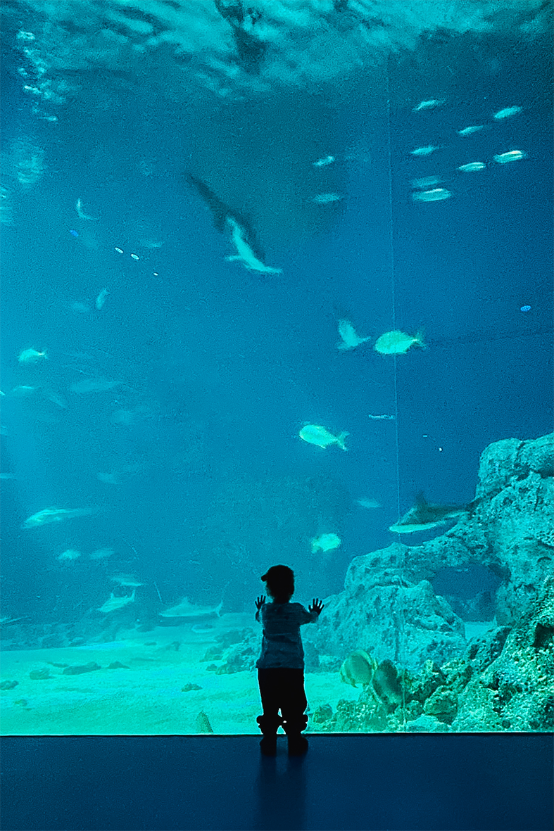 Kind schaut erstaunt vor dem größten Becken im Blå Planet Aquarium in Kopenhagen