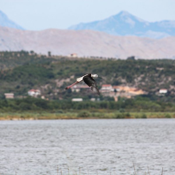 Weidensperlinge beobachten Saline in Ulcinj Montenegro