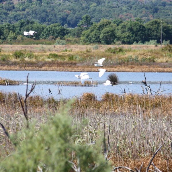 Landeanflug der Seidenreiher in der Ulcinj Salina