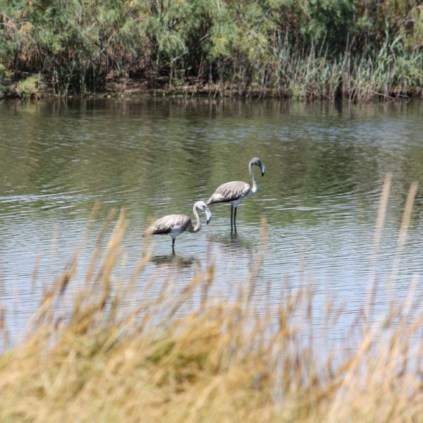 Vogelpärchen in der Salina Ulcinj in Montenegro