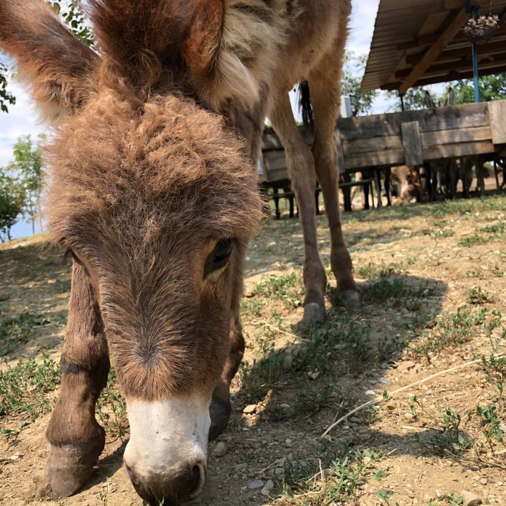 Eselfarm mit Corona-Baby "Nutella"