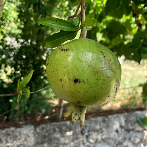 Frische Feigen direkt vom Baum auf der Farma magaraca Martinici