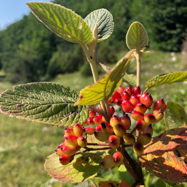 Traumhafte Natur im Durmitor Gebrige in Montenegro