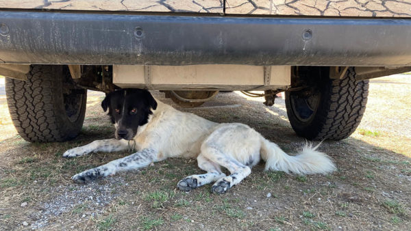 Hund unter ATACAMA 4x4S