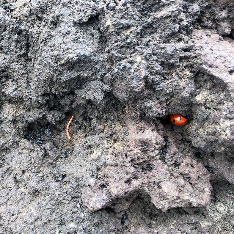 Marienkäfer leben inmitten schwarzer Mondlandschaft auf dem Ätna