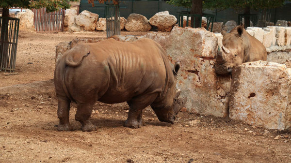 Nashörner bei der Zoosafari Fasano