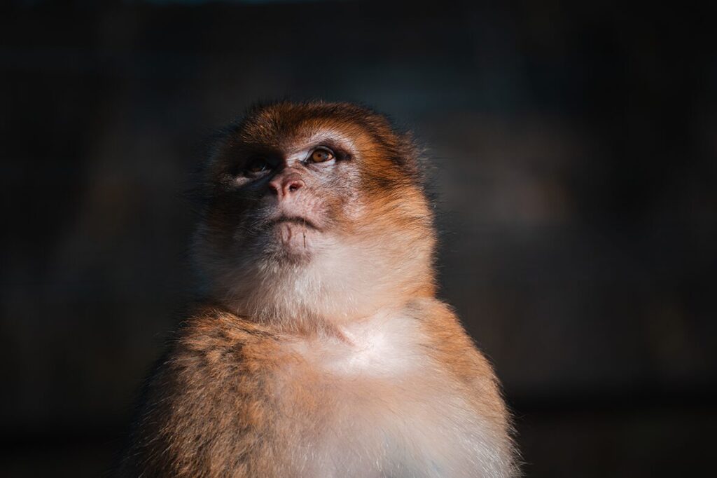 Affen im Knuthenborg Safaripark in Dänemark