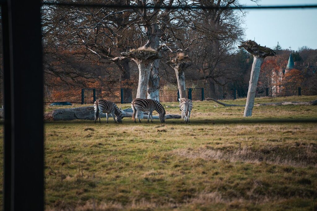 Zebras im Safaripark in Dänemark