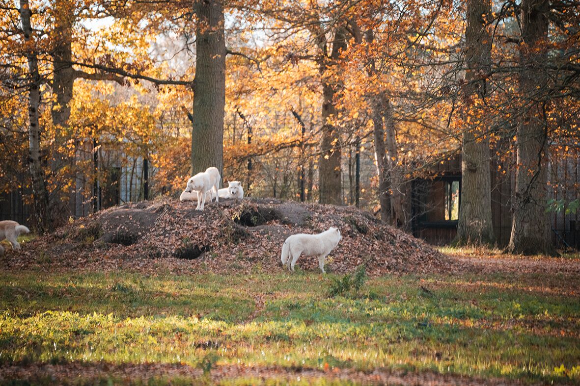 Wölfe im Knuthenborg Safaripark in Dänemark