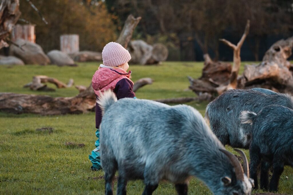 Mädchen streichelt die Ziegen im Safaripark