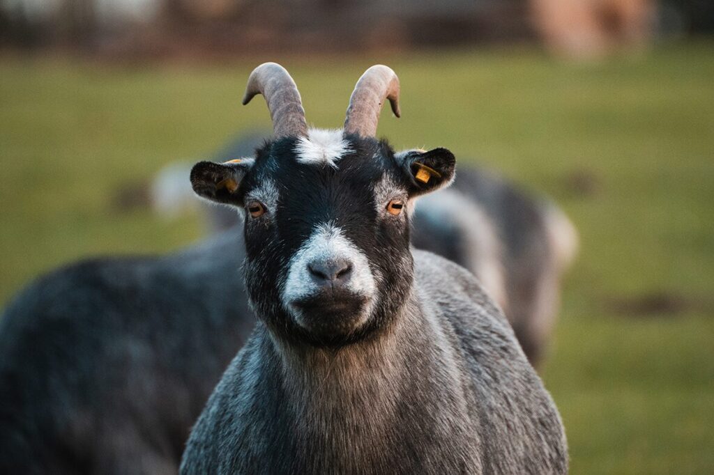 Eine Ziege im Knuthenborg Safaripark in Dänemark
